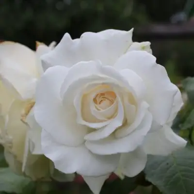 Роза АНАСТАСИЯ чайно-гибридная в Новополоцке