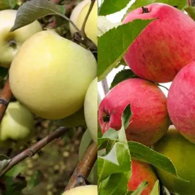 Комплект ЯБЛОЧНЫЙ ТАНДЕМ в Новополоцке