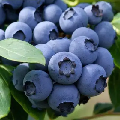 Голубика СПАРТАН в Новополоцке