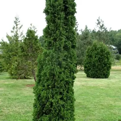 Туя ДЕГРУТ СПАЙР западная в Новополоцке