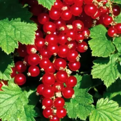Смородина красная РЕД ЛЕЙК в Новополоцке