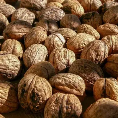 Грецкий орех ПИНСКИЙ в Новополоцке