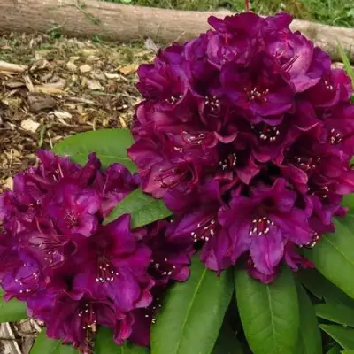 Рододендрон ПОЛАРНАХТ в Новополоцке