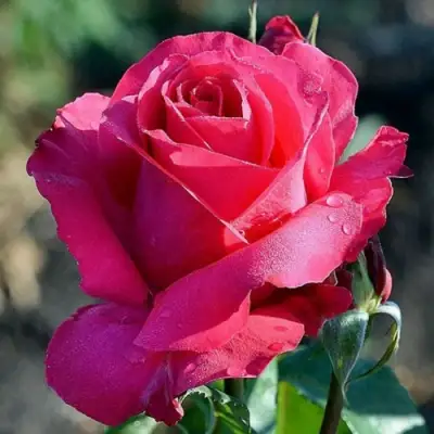 Роза ВИЕН РОУЗ чайно-гибридная в Новополоцке