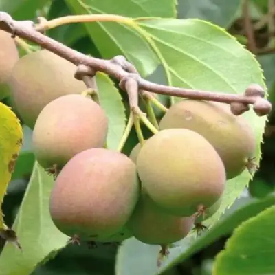 Актинидия ГИБРИДНАЯ КОЛБАСИНОЙ в Новополоцке