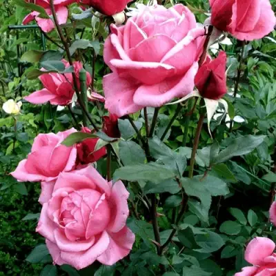 Роза ЭЙФЕЛЕВА БАШНЯ чайно-гибридная в Новополоцке