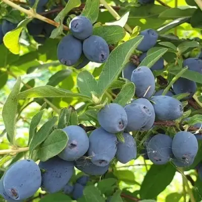 жимолость клубничная сенсация