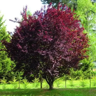 Слива НИГРА растопыреная в Новополоцке