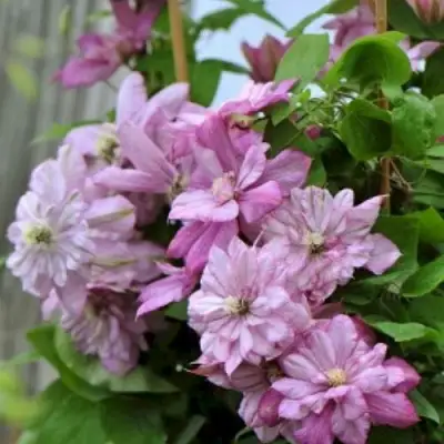 Клематис ИННОСЕНТ ГЛАНС в Новополоцке