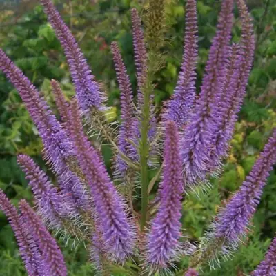 Вероникаструм ФАСЦИНЕЙШН в Новополоцке