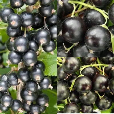 Комплект ЧЕРНАЯ СИЛА в Новополоцке