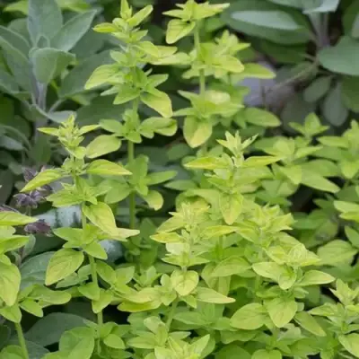 Душица ТАМБЛС ВАРИЕТИ обыкновенная в Новополоцке