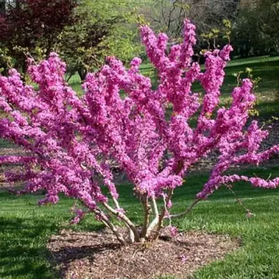 ЦЕРЦИС канадский  в Новополоцке