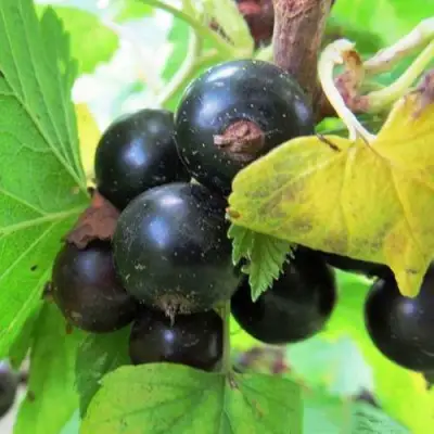 Смородина чёрная КАТЮША в Новополоцке