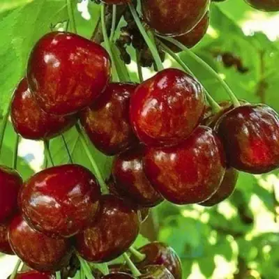 Черешня БУРЛАТ в Новополоцке