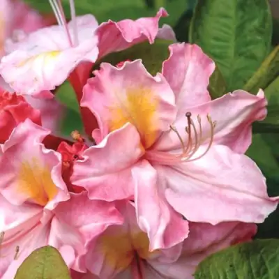 Азалия СЕССИЛЬ листопадная в Новополоцке