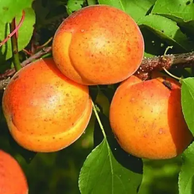 Абрикос СПАДЧЫНА в Новополоцке