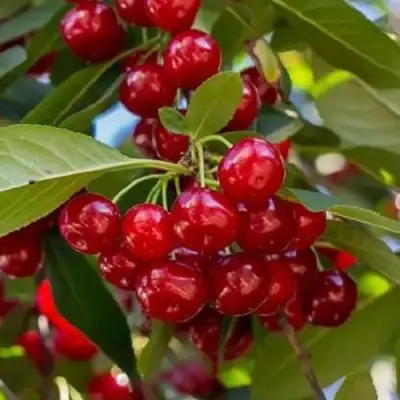 Вишня ГИРЛЯНДА в Новополоцке