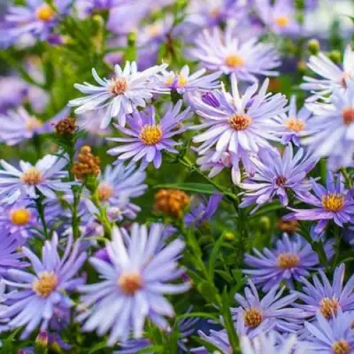 Астра ЛИТТЛ КАРЛОУ сердцелистная в Новополоцке