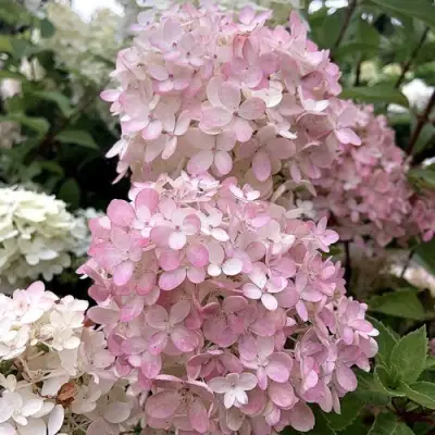 Гортензия БОМБШЕЛ метельчатая в Новополоцке