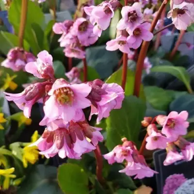 Бадан БЭБИ ДОЛЛ в Новополоцке