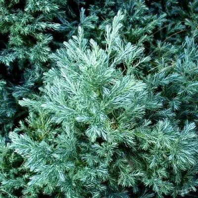 Кипарисовик БУЛЕВАРД горохоплодный в Новополоцке