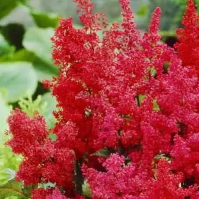 Астильба ЭТНА Арендса в Новополоцке