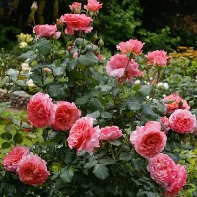 Роза ЛОРАН КАБРОЛЬ шраб в Новополоцке