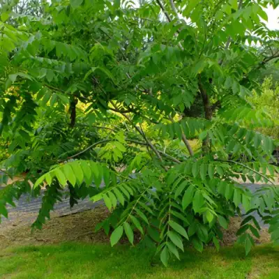 Орех МАНЬЧЖУРСКИЙ в Новополоцке