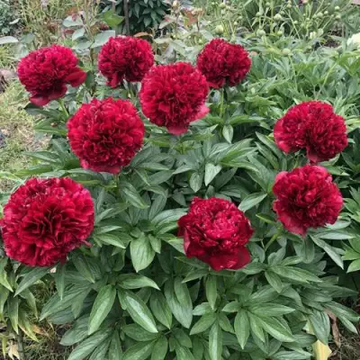 Пион ГАЛАКТИКА травянистый в Новополоцке