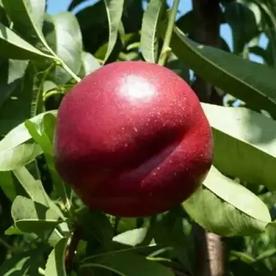 Нектарин БИГ-ТОП в Новополоцке