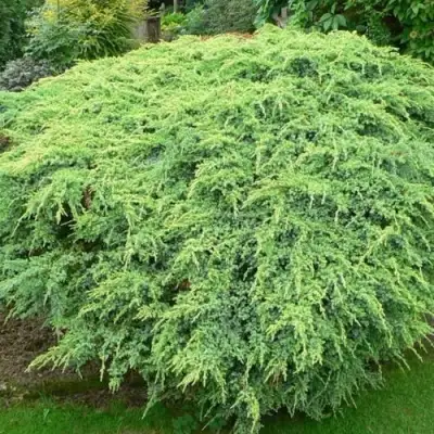 Можжевельник ХОЛГЕР чешуйчатый в Новополоцке