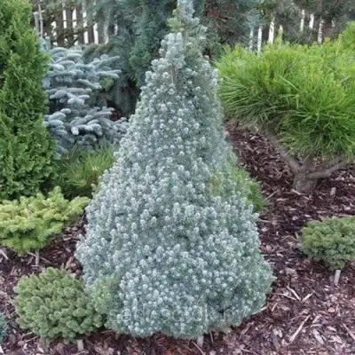 Ель САНДЕРС БЛЮ канадская в Новополоцке