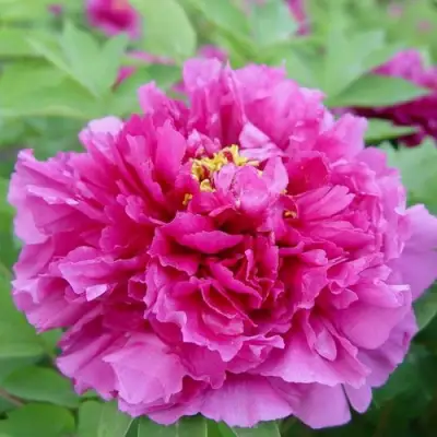 Пион ЛИЛОВАЯ ФАНТАЗИЯ древовидный в Новополоцке