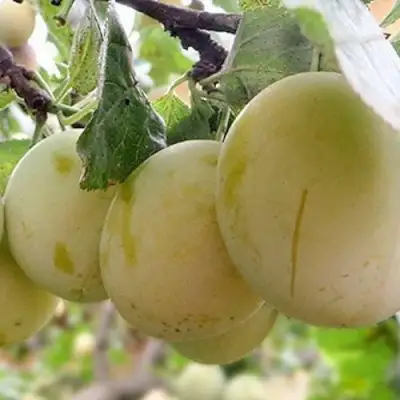 Слива УТРО в Новополоцке