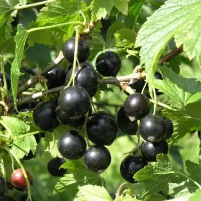 Смородина чёрная ПАМЯТЬ ВАВИЛОВА в Новополоцке