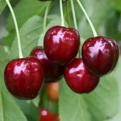 Черешня ВАЛЕРИЙ ЧКАЛОВ в Новополоцке