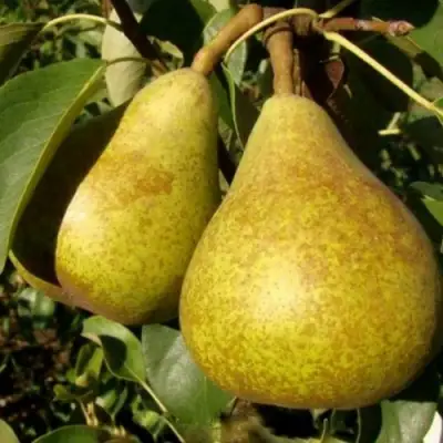 Груша ГЕНЕРАЛ ЛЕКЛЕРК в Новополоцке