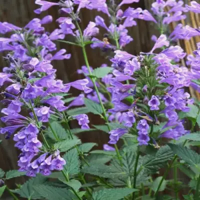 Котовник БЛЮ ДРИМС полусидячий в Новополоцке