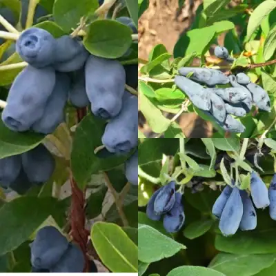 Комплект СЕВЕРНЫЕ ВИТАМИНЫ в Новополоцке