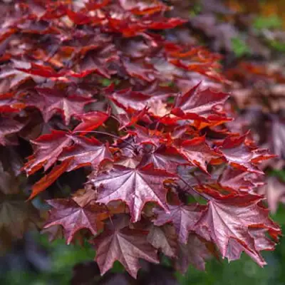 Клен КРИМСОН КИНГ остролистный в Новополоцке