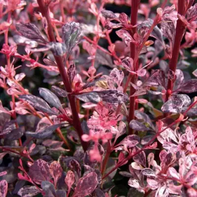 Барбарис АРЛЕКИН тунберга в Новополоцке