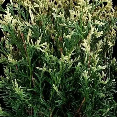 Туя ГОЛД ПЕРЛ западная в Новополоцке