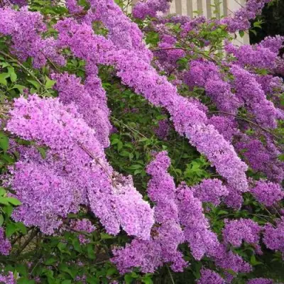 Сирень КИТАЙСКАЯ в Новополоцке