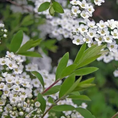 Спирея АРГУТА в Новополоцке