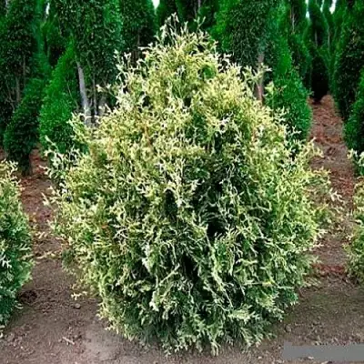 Туя ГОЛД ПЕРЛ западная в Новополоцке