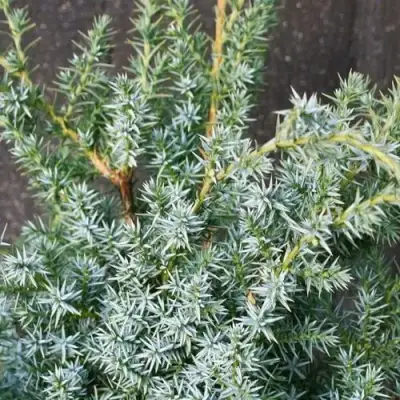 Можжевельник БЛЮ АЛЬПС китайский  в Новополоцке