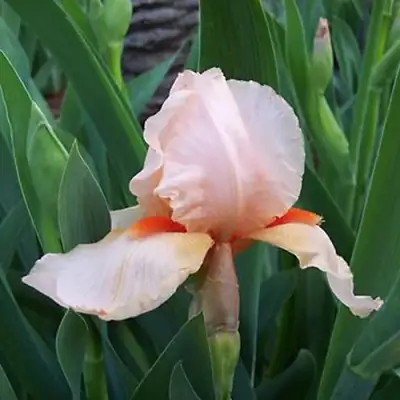 Ирис ПАТИ ДРЕСС бородатый в Новополоцке