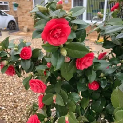 Камелия ЛЕДИ КЭМПБЕЛЛ в Новополоцке