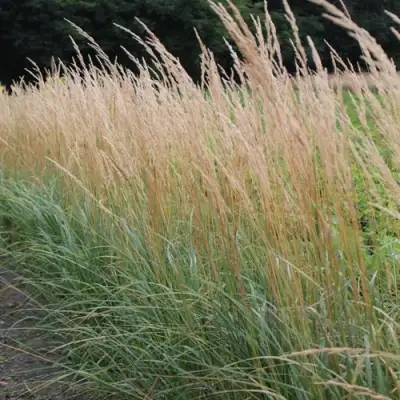 Вейник КАРЛ ФОРСТЕР остроцветковый в Новополоцке
